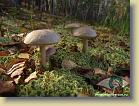 mushroom-spot * Грибное место (tiff, jpg)

