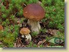 mushroom-time * Грибная пора (tiff, jpg)

