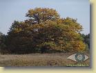 majesty-oak * Его величество дуб (tiff, jpg)

